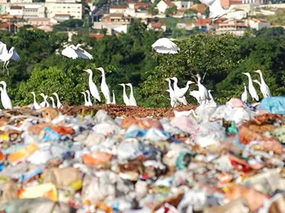 Quais são os Perigos dos Lixões a Céu Aberto